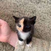 Profissional - Fernanda A.