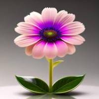 Profissional - Laura C.