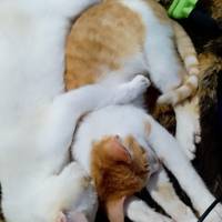 Profissional - Alice R.