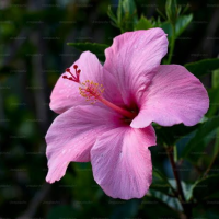 Profissional - Angélica C.